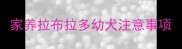 家养拉布拉多幼犬注意事项