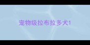 宠物级拉布拉多犬