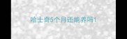 哈士奇5个月还能养吗