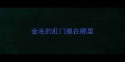 金毛的肛门腺在哪里