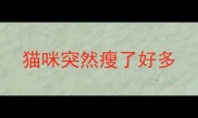 猫咪突然瘦了好多