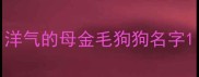 洋气的母金毛狗狗名字
