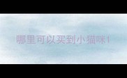 哪里可以买到小猫咪