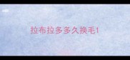 拉布拉多多久换毛