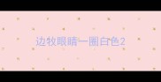 边牧眼睛一圈白色