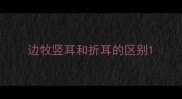 边牧竖耳和折耳的区别