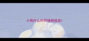 小狗什么时间接种疫苗