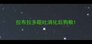 拉布拉多呕吐消化后狗粮