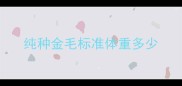 纯种金毛标准体重多少