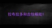 拉布拉多和古牧相处