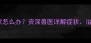 边牧得了细小冠状怎么办资深兽医详解症状治疗与预防全攻略
