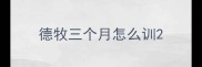 德牧三个月怎么训