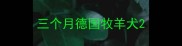 三个月德国牧羊犬