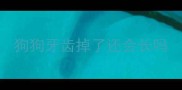 狗狗牙齿掉了还会长吗