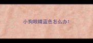 小狗眼睛蓝色怎么办