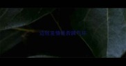 边牧发情是否脾气坏