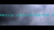 边牧专用狗粮怎么选边境牧羊犬营养搭配全攻略科学喂养清单