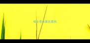 哈士奇在家总是热