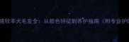 陨石色边境牧羊犬毛发全从颜色特征到养护指南附专业护理方案