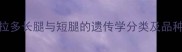 拉布拉多长腿与短腿的遗传学分类及品种特征