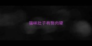 猫咪肚子有赘肉硬