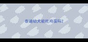 泰迪幼犬能吃鸡蛋吗