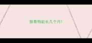 狼青狗能长几个月
