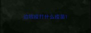 边牧疫打什么疫苗
