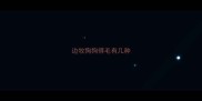 边牧狗狗得毛有几种