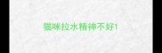 猫咪拉水精神不好