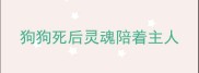 狗狗死后灵魂陪着主人