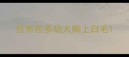 拉布拉多幼犬脚上白毛