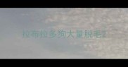 拉布拉多狗大量脱毛