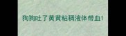狗狗吐了黄黄粘稠液体带血