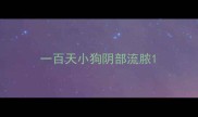 一百天小狗阴部流脓