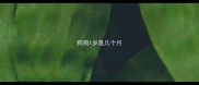 狗狗1岁是几个月