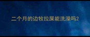 二个月的边牧拉屎能洗澡吗