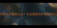 小狗断尾后骨头外露怎么办专业兽医的护理指南与注意事项