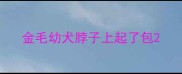 金毛幼犬脖子上起了包