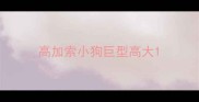 高加索小狗巨型高大