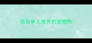 适合单元楼养的宠物狗