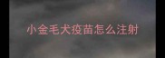 小金毛犬疫苗怎么注射
