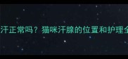 猫咪不出汗正常吗猫咪汗腺的位置和护理全攻略