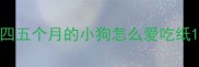 四五个月的小狗怎么爱吃纸