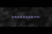 拉布拉多犬适合新手吗