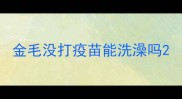 金毛没打疫苗能洗澡吗