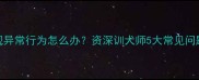 拉布拉多出现异常行为怎么办资深训犬师5大常见问题及应对指南