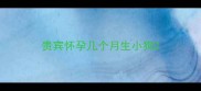 贵宾怀孕几个月生小狗