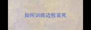 如何训练边牧装死