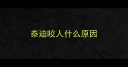 泰迪咬人什么原因